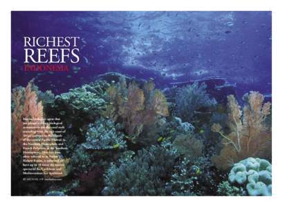 RICHEST  REEFS INDONESIA  Marine biologists agree that