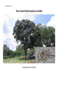 Leaflet No. 12  Tree Seed Information Leaflet Jacaranda mimosifolia