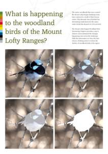 What is happening to the woodland birds of the Mount Lofty Ranges?  The native woodlands that once covered