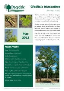 Gleditsia triacanthos - Honey Locust - Fact Sheet