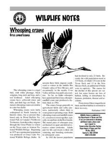 WILDLIFE NOTES Whooping crane Grus americana The whooping crane is a regal bird, with white plumage, black