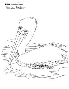 Coloring Series  Brown Pelican 