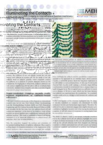 FEATURED RESEARCH  Illuminating the Contacts Using superresolution imaging to map adherens junction machinery Edited by Steven Wolf. Illustrations by Diego Pitta de Araujo | 19 December 2016