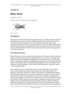 Microsoft Word - BlisterBeetles-Alfalfa.doc