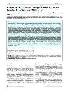 A Network of Conserved Damage Survival Pathways Revealed by a Genomic RNAi Screen Dashnamoorthy Ravi1, Amy M. Wiles1, Selvaraj Bhavani1, Jianhua Ruan2, Philip Leder3, Alexander J. R. Bishop1,3* 1 Greehey Children’s Can