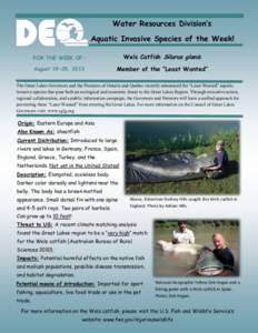 Water Resources Division’s Aquatic Invasive Species of the Week! FOR THE WEEK OF: Wels Catfish Silurus glanis