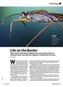 Wild Things  IN THE ZONE The lives of water striders are characterized by epic battles of the