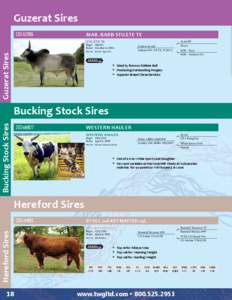 2012 Beef Sires Catalog - Sexing Technologies