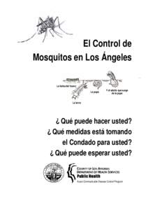 El Control de Mosquitos en Los Ángeles La balsa del huevo La pupa  Y el adulto que surge