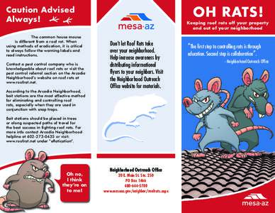 OH RATS!  Caution Advised Always! The common house mouse is different from a roof rat. When