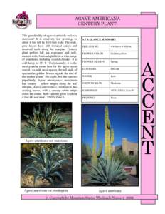 AGAVE AMERICANA CENTURY PLANT This granddaddy of agaves certainly makes a statement! It is relatively fast growing, to about 6 feet tall by 8-10 feet wide. The wide, grey leaves have stiff terminal spines and