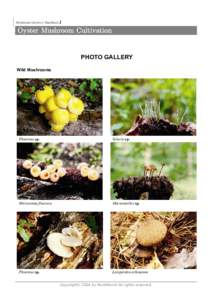 1  Mushroom Photo Gallery Mushroom