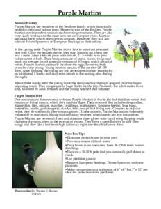 Ornithology / Purple Martin / Swallow / Nail / Common Starling / Nest box / Dowel / Wood glue / Plywood / Zoology / Woodworking / Biology