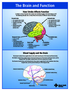 The Brain and Function How Stroke Affects Function A stroke is a loss of function that results from the blood supply to the brain being cut off. The following describe how a stroke affects the function of different areas