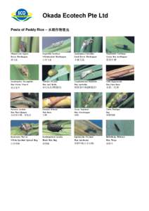 Okada Ecotech Pte Ltd Pests of Paddy Rice – 水稻作物害虫 Nilaparvata Lugens Brown Planthopper 褐飞虱