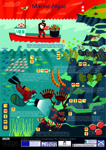 Seaweeds / Fucus / Ascophyllum nodosum / Brown algae / Alginic acid / Kelp / Saccharina japonica / Laminaria digitata / Saccharina latissima / Algae / Water / Fucales