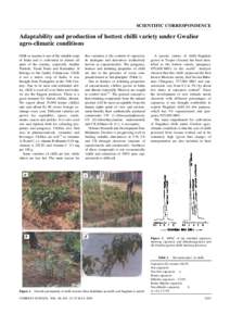 SCIENTIFIC CORRESPONDENCE  Adaptability and production of hottest chilli variety under Gwalior