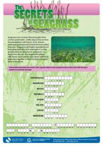 Seagrasses are a marine flowering plant that can live underwater. Unlike algae, they are true flowering plants with leaves, roots, flowers, seeds and underground horizontal stems called rhizomes. Seagrasses are highly sp