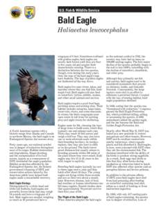 U.S. Fish & Wildlife Service  Bald Eagle Haliaeetus leucocephalus  wingspan of 6 feet. Sometimes confused