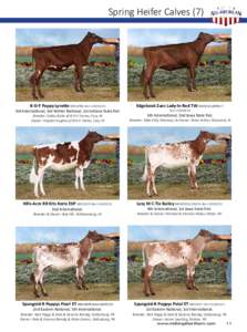 Spring Heifer Calves (7)  B-D-F Pappy Lynette[removed]Born[removed]Edgebook Zues Lady-In-Red TW[removed]