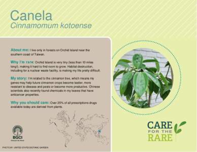 Canela  Cinnamomum kotoense About me: I live only in forests on Orchid Island near the southern coast of Taiwan.