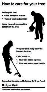 How to care for your tree Water your tree: • Once a week in Winter, • Twice a week in Summer. Leave the mulch around the bottom of the tree.