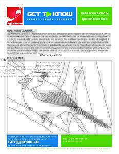 GRAB N’ GO ACTIVITY: Species Colour Sheet NORTHERN CARDINAL:  The Northern Cardinal is a North American bird. It is also known as the redbird or common cardinal. It can be