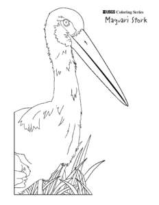 Coloring Series  Maguari Stork 