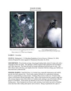 Microsoft Word - Wood-stork-2005.doc