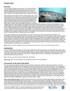 ROUND GOBY Overview The round goby (Neogobius melanostomus) is a non-native fish that is causing substantial ecological and economic impacts on Great Lakes fisheries. Originating from central Eurasia, the round goby and 