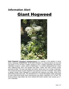 Information Alert: Giant Hogweed