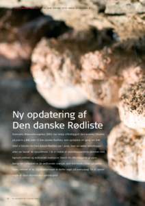 ❙ DEN DANSKE RØDLISTE ❙ AF ANNE TORTZEN FOTO: MIKKEL ØSTERGAARD ❙  Ny opdatering af Den danske Rødliste Danmarks Miljøundersøgelser, DMU, har netop offentliggjort den seneste tilføjelse på præcisarte