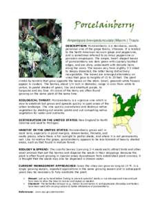 Ampelopsis brevipedunculata (Maxim.) Trautv. DESCRIPTION: Porcelainberry is a deciduous, woody, perennial vine of the grape family, Vitaceae. It is related to the North American raccoon-grape and peppervine, and is somet