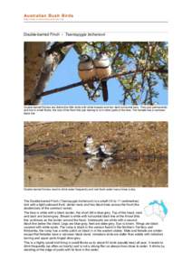 Estrildidae / Birds of Australia / Taeniopygia / Double-barred Finch / Leucosticte / Bird / Gouldian Finch / Common Waxbill / Passerida / Fauna of Africa / Birds of Western Australia