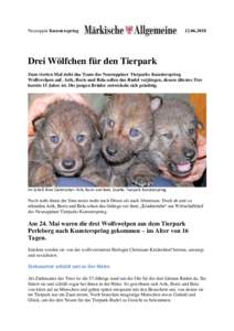 Neuruppin KunsterspringDrei Wölfchen für den Tierpark Zum vierten Mal zieht das Team des Neuruppiner Tierparks Kunsterspring