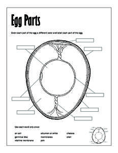 Egg Parts Color each part of the egg a different color and label each part of the egg. Use each word only once:  chalaza