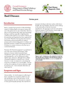 asil Diseases B Various pests Introduction Basil is a popular herb prized for its flavorful foliage,