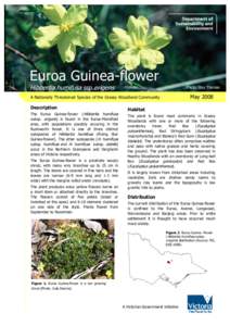 Euroa Guinea-flower Hibbertia humifusa ssp.erigens Photo: Ray Thomas  May 2008