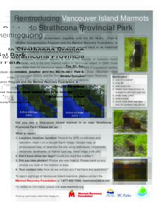 Reintroducing Vancouver Island Marmots to Strathcona Provincial Park The BC Provincial Government, together with the BC Hydro - Fish & Wildlife Compensation Program and the Marmot Recovery Foundation, is bringing the end
