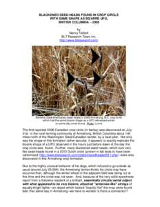 BLACKENED SEED-HEADS FOUND IN CROP CIRCLE WITH SAME SHAPE AS BIZARRE UFO, BRITISH COLUMBIA – 2006 by Nancy Talbott BLT Research Team Inc.