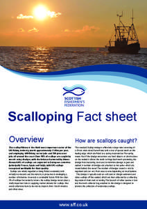 Scalloping Fact sheet Overview How are scallops caught?  The scallop fishery is the third most important sector of the