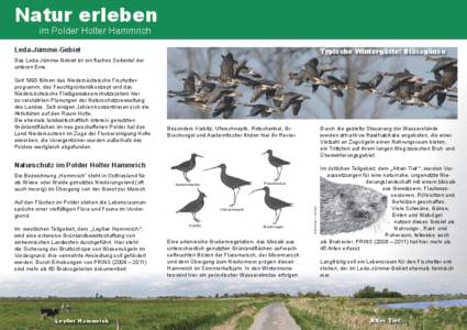 Natur erleben im Polder Holter Hammrich