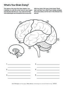 Ask A Biologist - Human Brain - Coloring Page