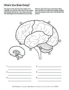 Ask a Biologist / Lobe / Frontal lobe / Parietal lobe / Occipital lobe / Limbic lobe / Stress / Brain / Temporal lobe / Anatomy / Cerebrum / Biology