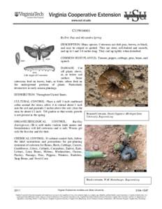 CUTWORMS By Eric Day and Alexandra Spring DESCRIPTION: Many species. Cutworms are dull gray, brown, or black, and may be striped or spotted. They are stout, soft-bodied and smooth, and up to 1 and 1/4 inches long. They c