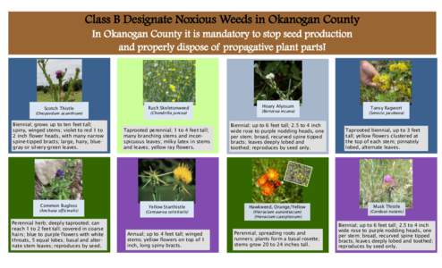 Class B Designate Noxious Weeds in Okanogan County In Okanogan County it is mandatory to stop seed production and properly dispose of propagative plant parts! Scotch Thistle (Onopordum acanthium)