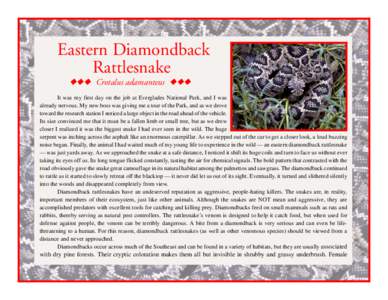 Diamondback rattlesnake / Crotalus / Arizona Diamondbacks / Reptile / Serpent / Squamata / Rattlesnake / Crotalus adamanteus