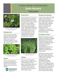 Invasive Plants in Pennsylvania  Garlic Mustard Alliaria petiolata  Chris Evans, River to River CWMA