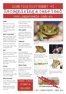 Fact Sheet 1 Recognising a cane toad.indd