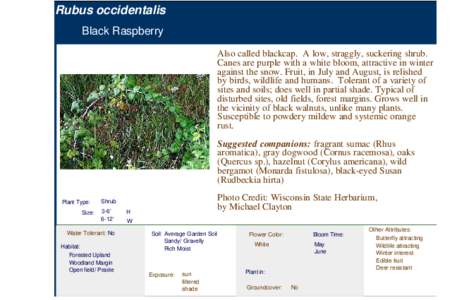 Black Raspberry (rubus occidentalis)